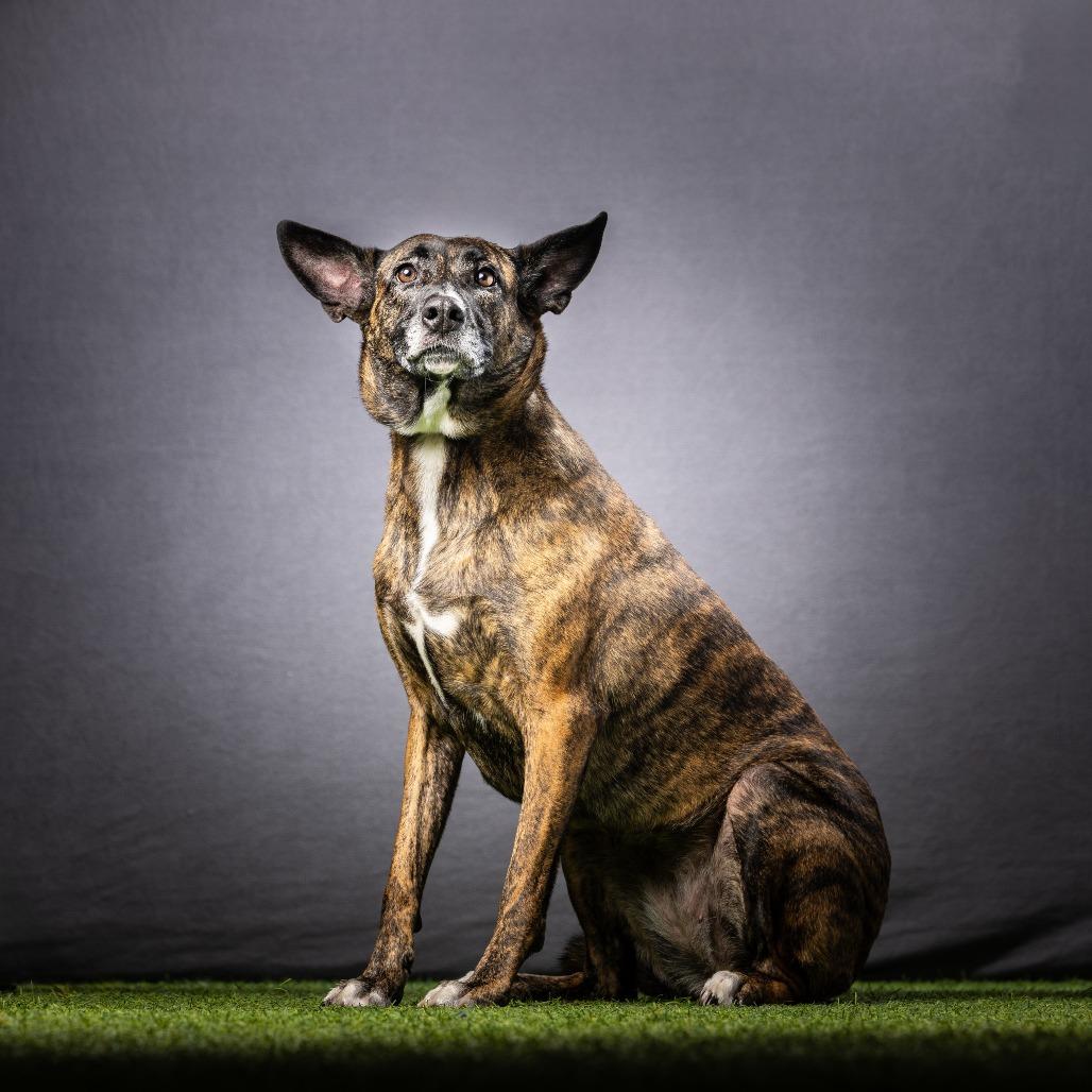 Enlarge Basil, a Adoptable mixed breed in Jupiter, FL image 6/6