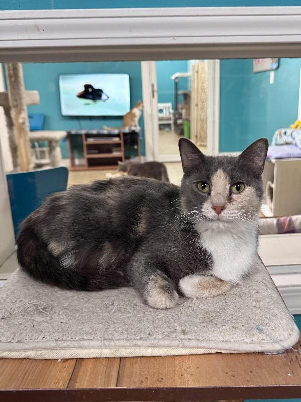 PIXIE, Adoptable, Kitten Female Dilute Calico.