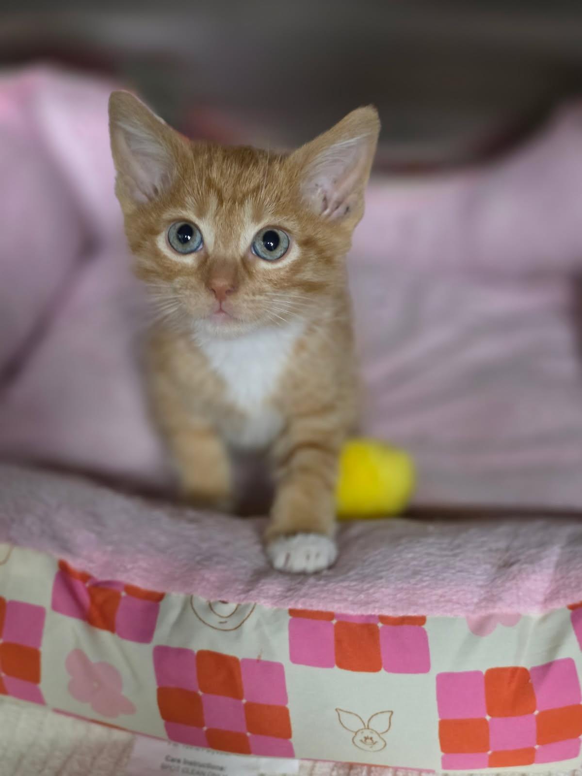 Manny, Adopted, Kitten Male Domestic Short Hair & Tabby.