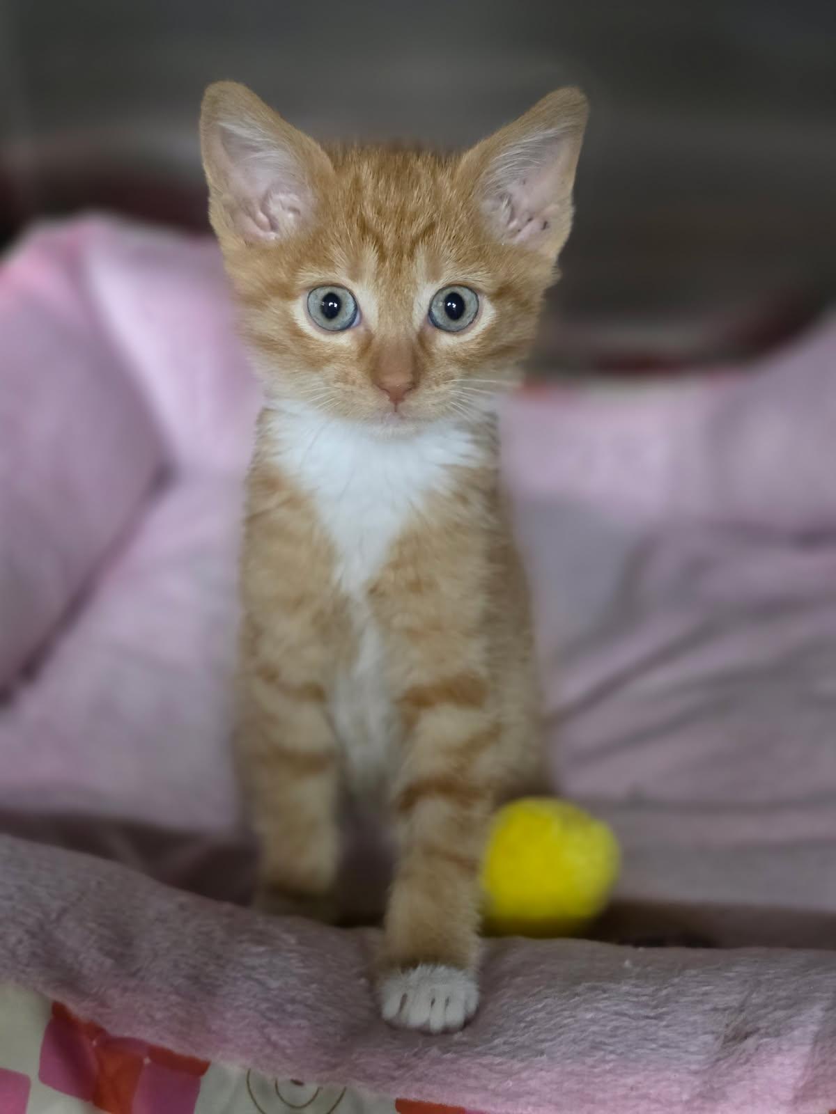 Enlarge Manny, a Adopted mixed breed in Orland Park, IL image 3/4