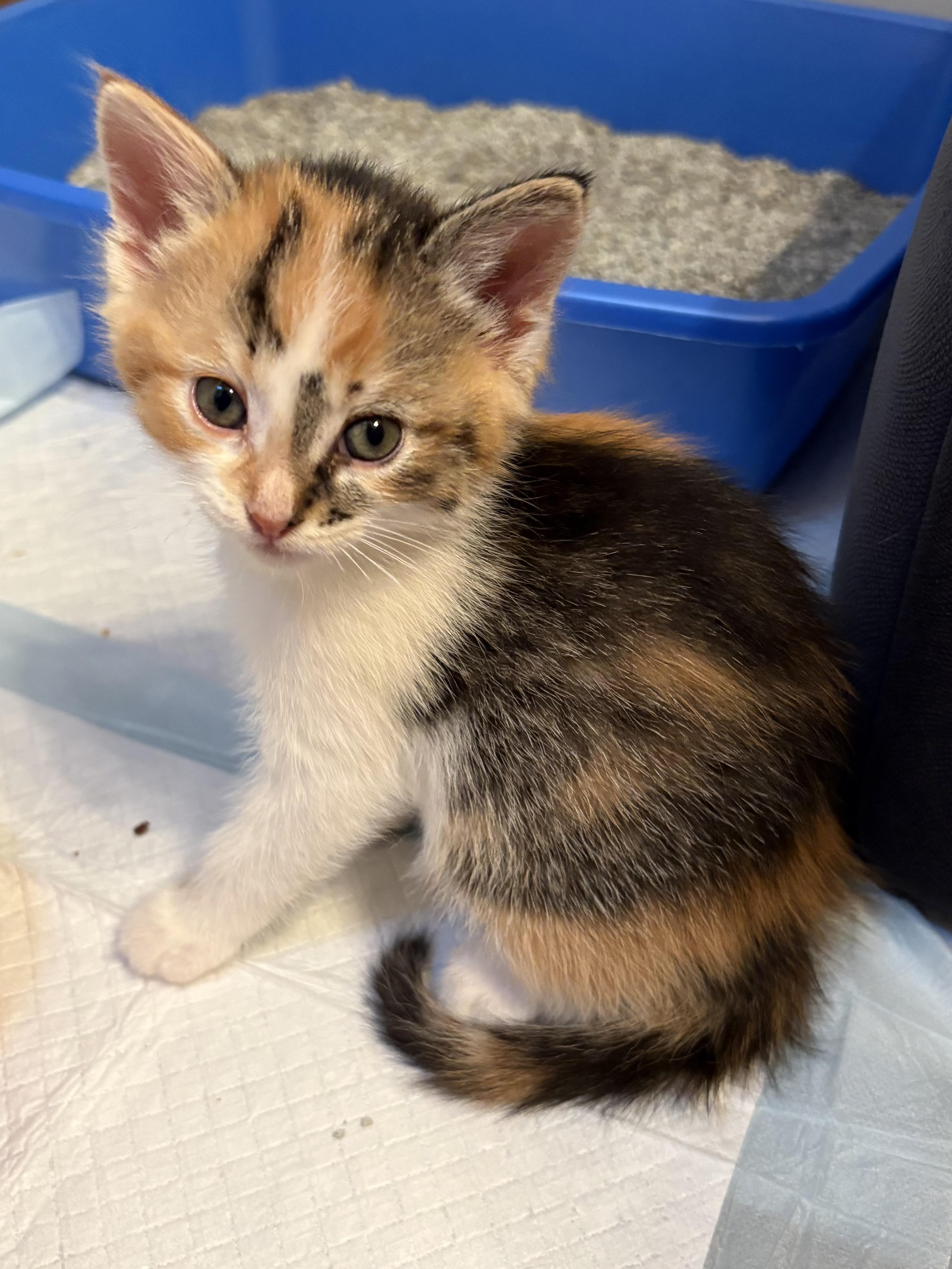 Kimba, a ADOPTABLE American Shorthair in Big Rapids, MI image 4/4