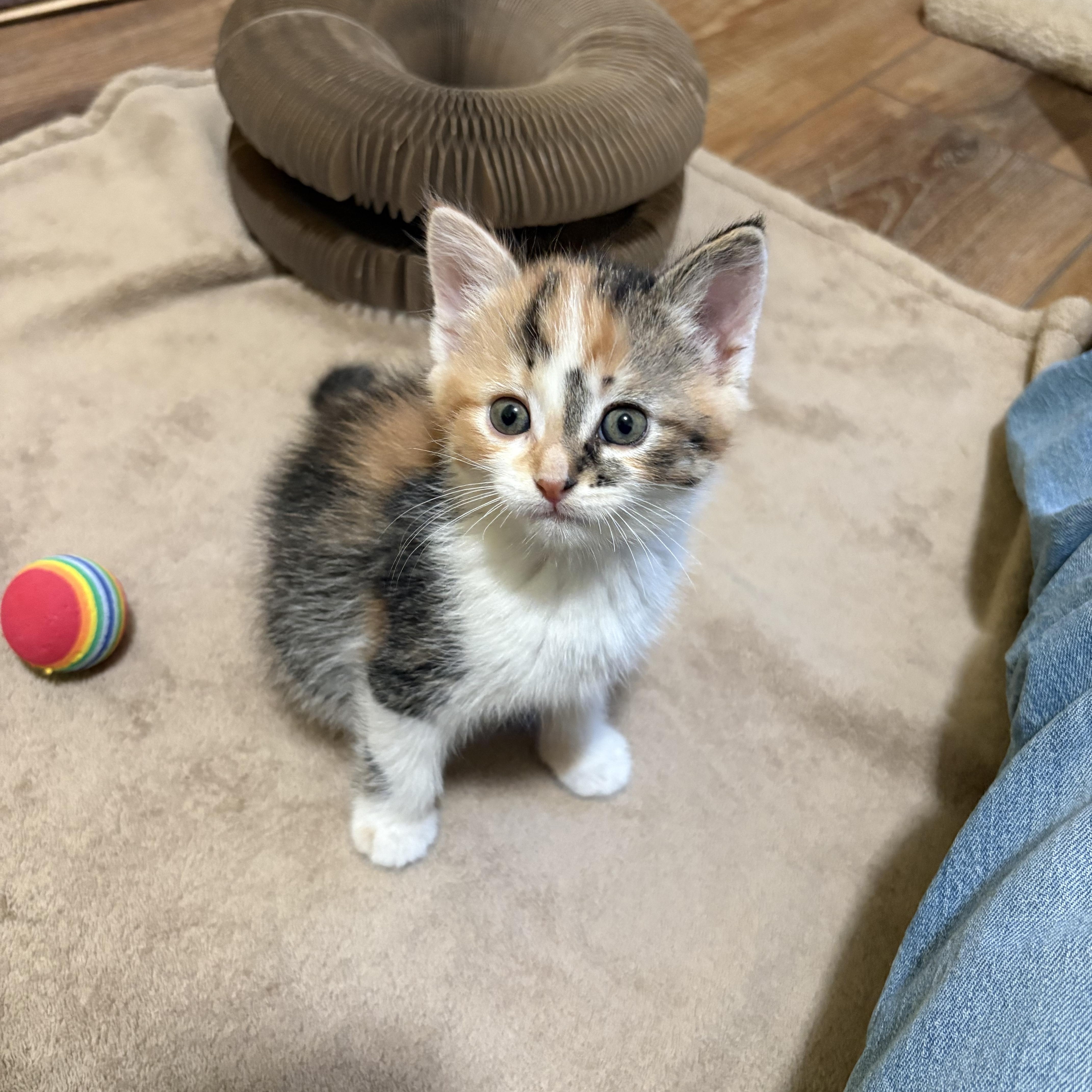 Kimba, a ADOPTABLE American Shorthair in Big Rapids, MI image 2/4