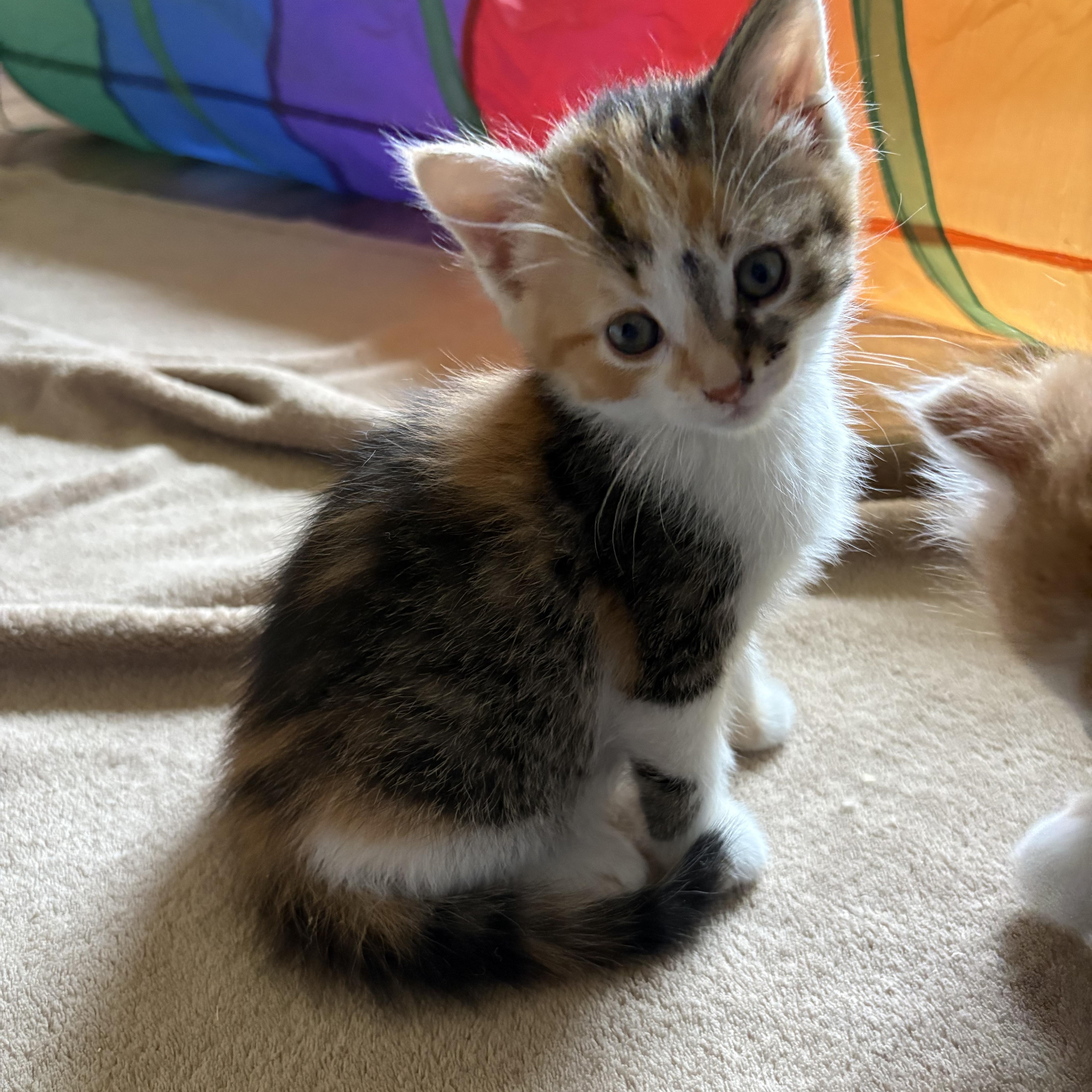 Kimba, ADOPTABLE, Kitten Female American Shorthair.