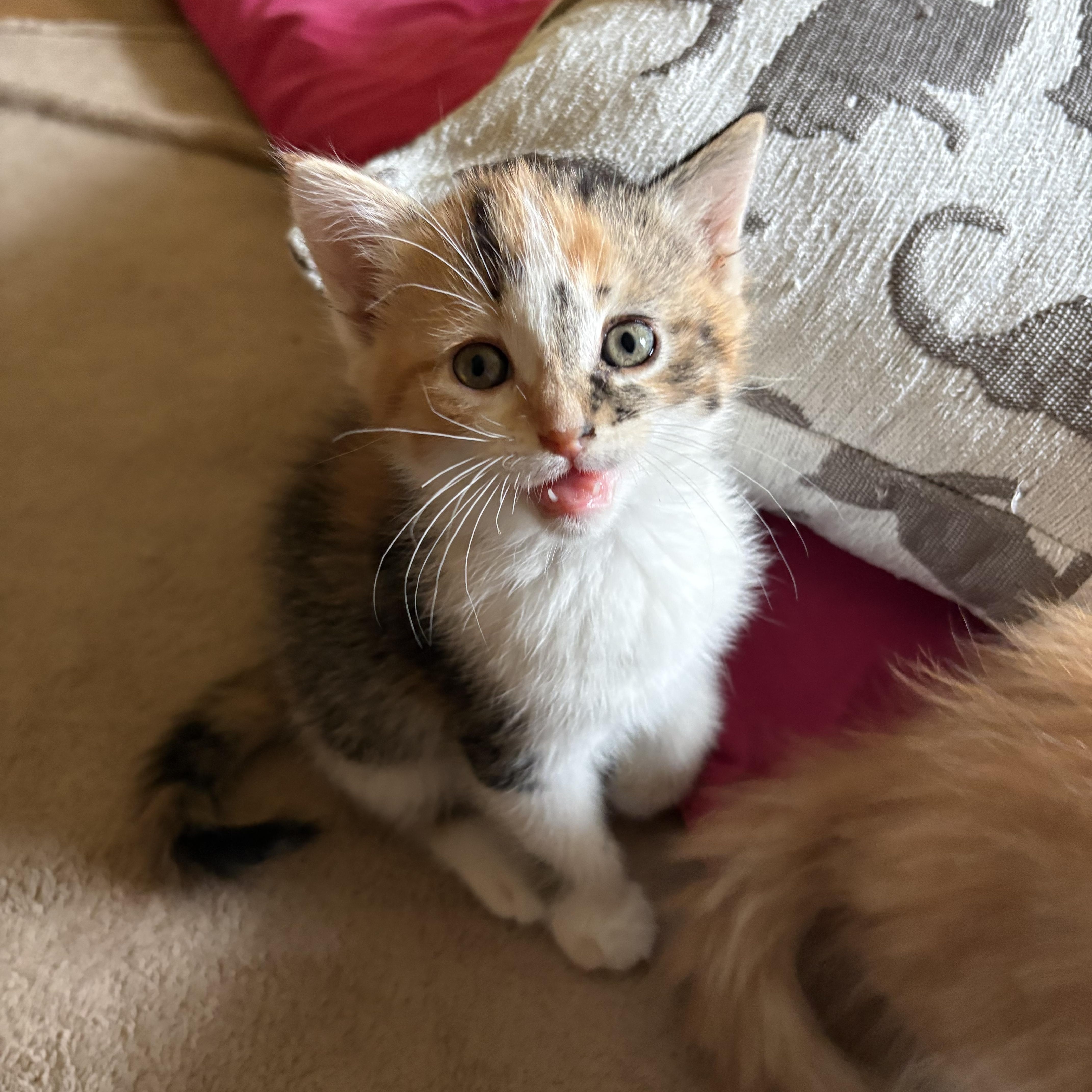 Kimba, a ADOPTABLE American Shorthair in Big Rapids, MI image 3/4