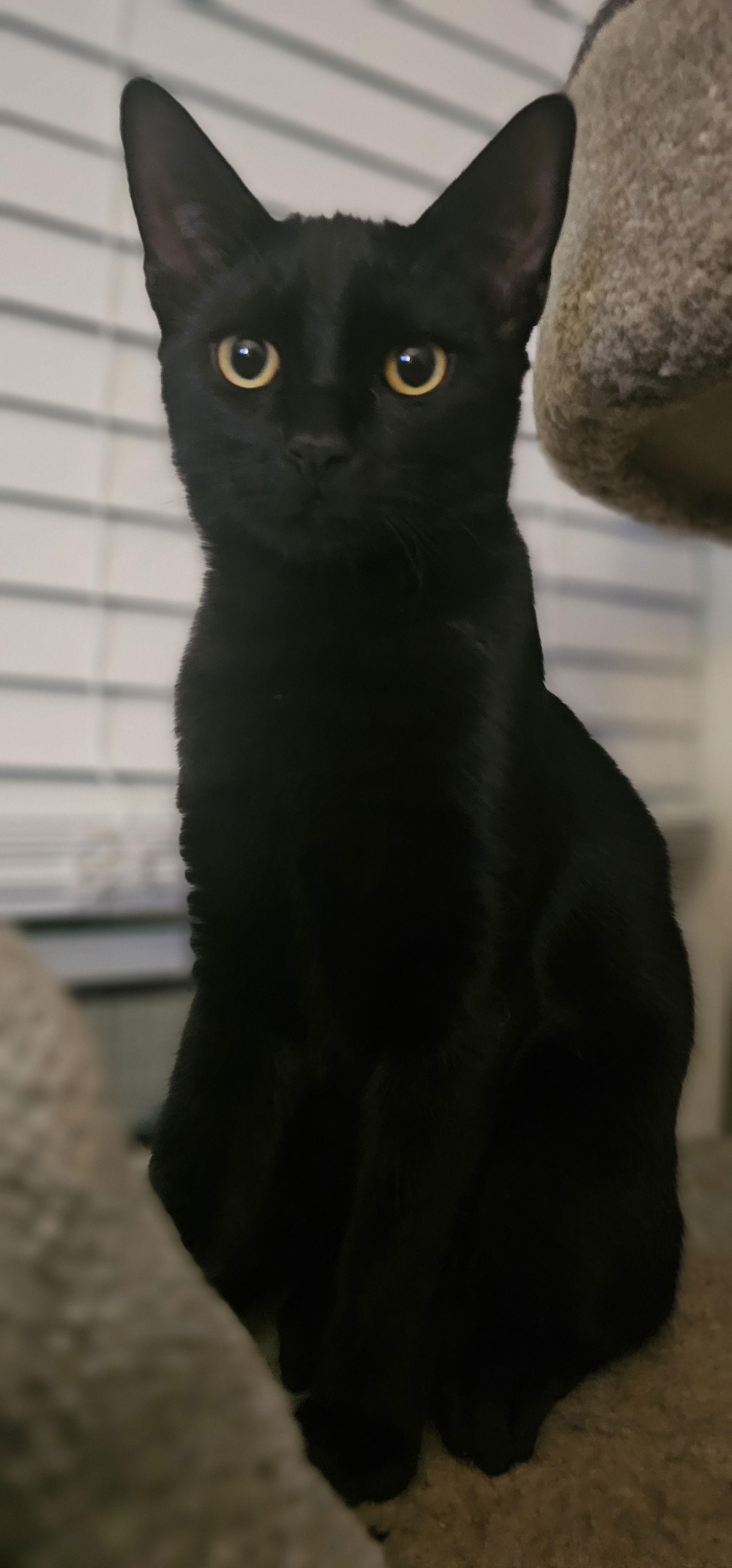 Enlarge Ben, a Adoptable Domestic Short Hair in Hanover, PA image 1/3