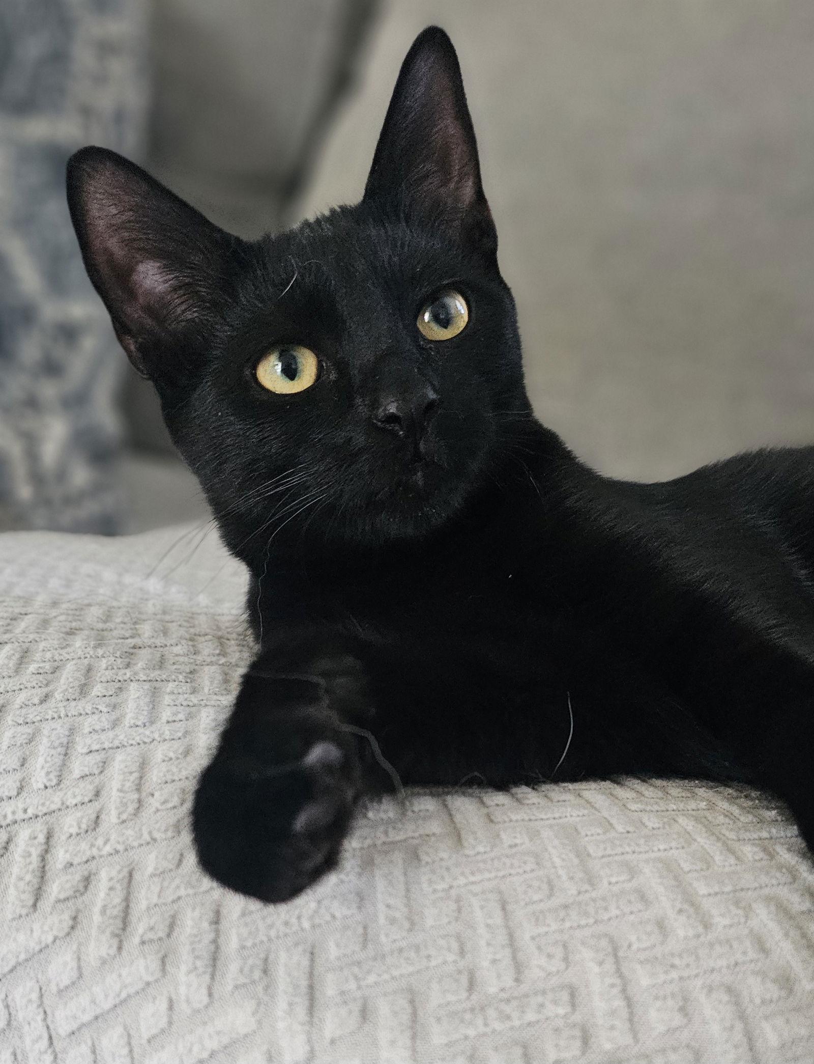 Enlarge Ben, a Adoptable Domestic Short Hair in Hanover, PA image 3/3