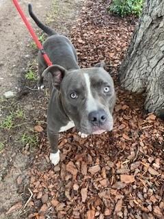 Enlarge NIX, a Adoptable Pit Bull Terrier in Saint Cloud, FL image 1/1