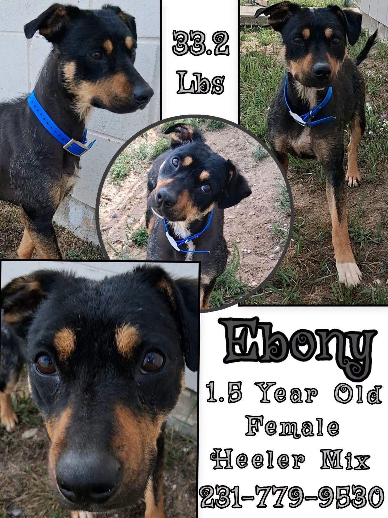 Enlarge EBONY, a ADOPTABLE mixed breed in Cadillac, MI image 1/1