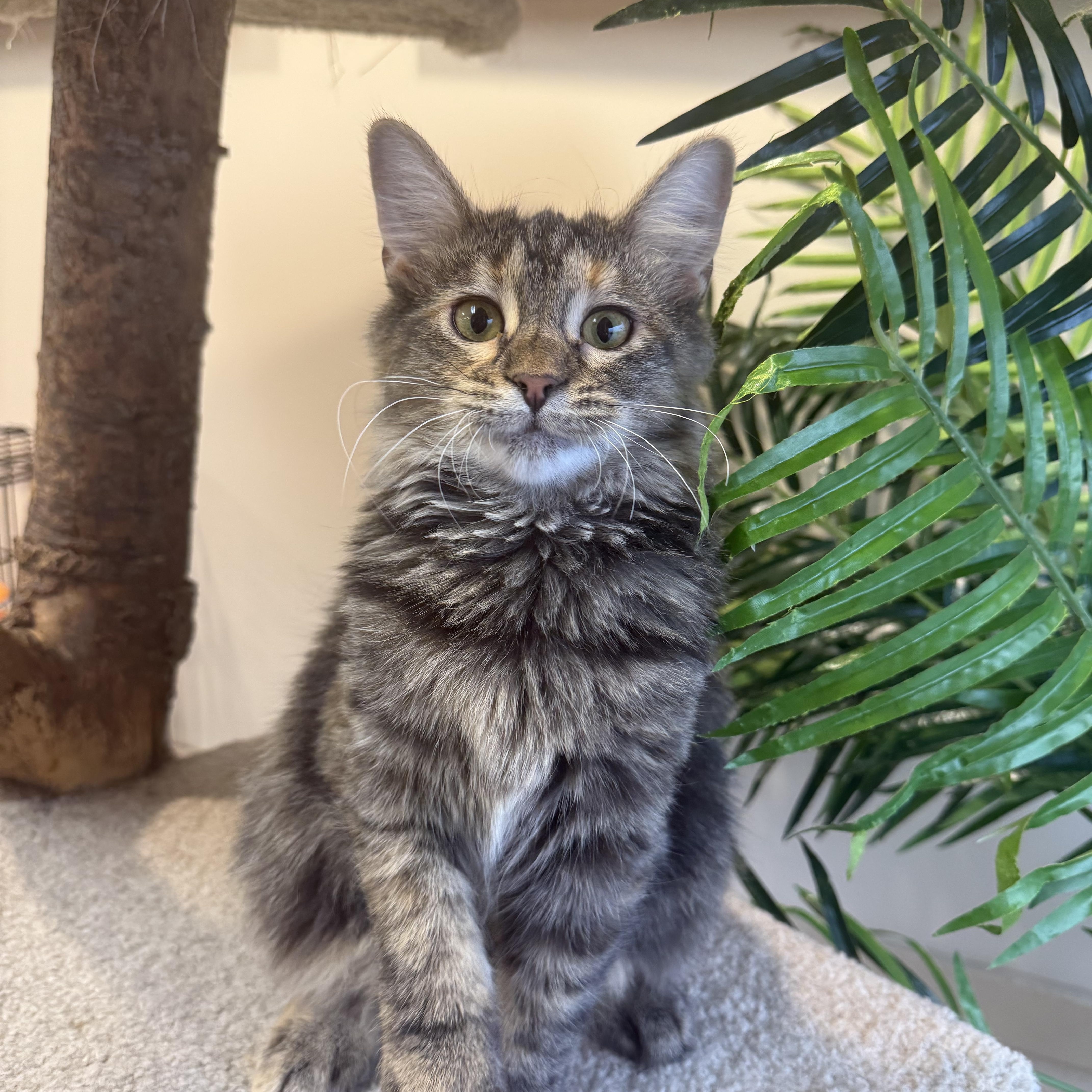 Daphne, adopted, Kitten Female Domestic Long Hair.