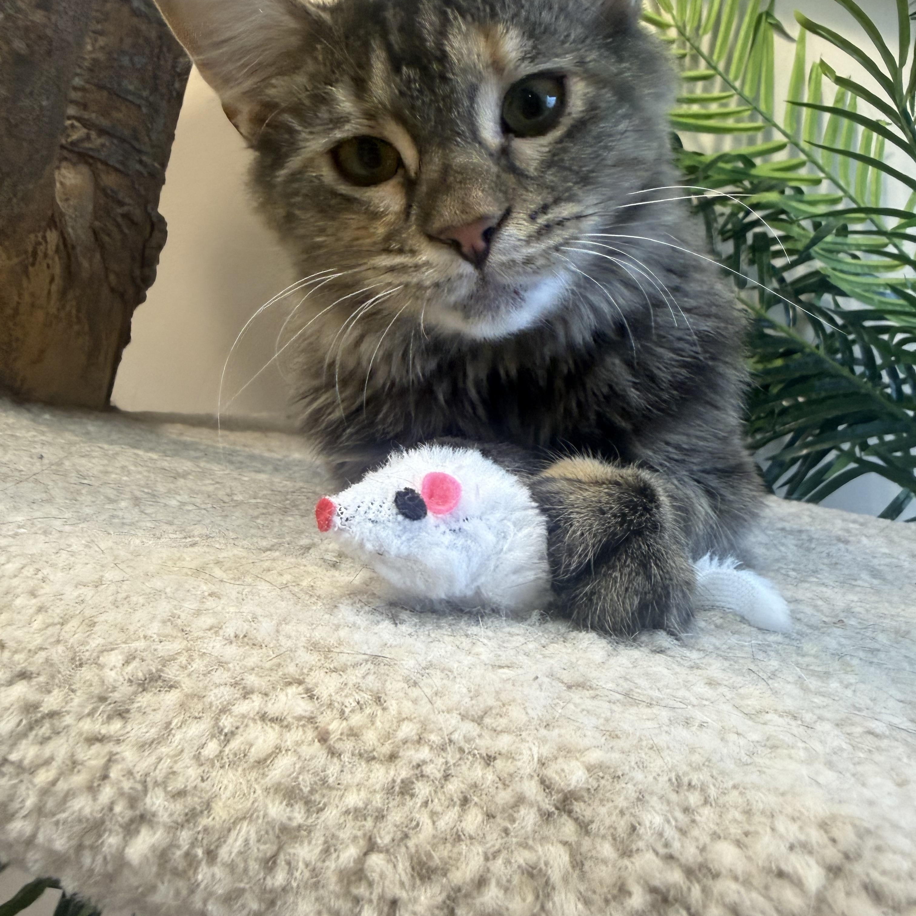 Enlarge Daphne, an adopted Domestic Long Hair in Madison, WI image 2/5