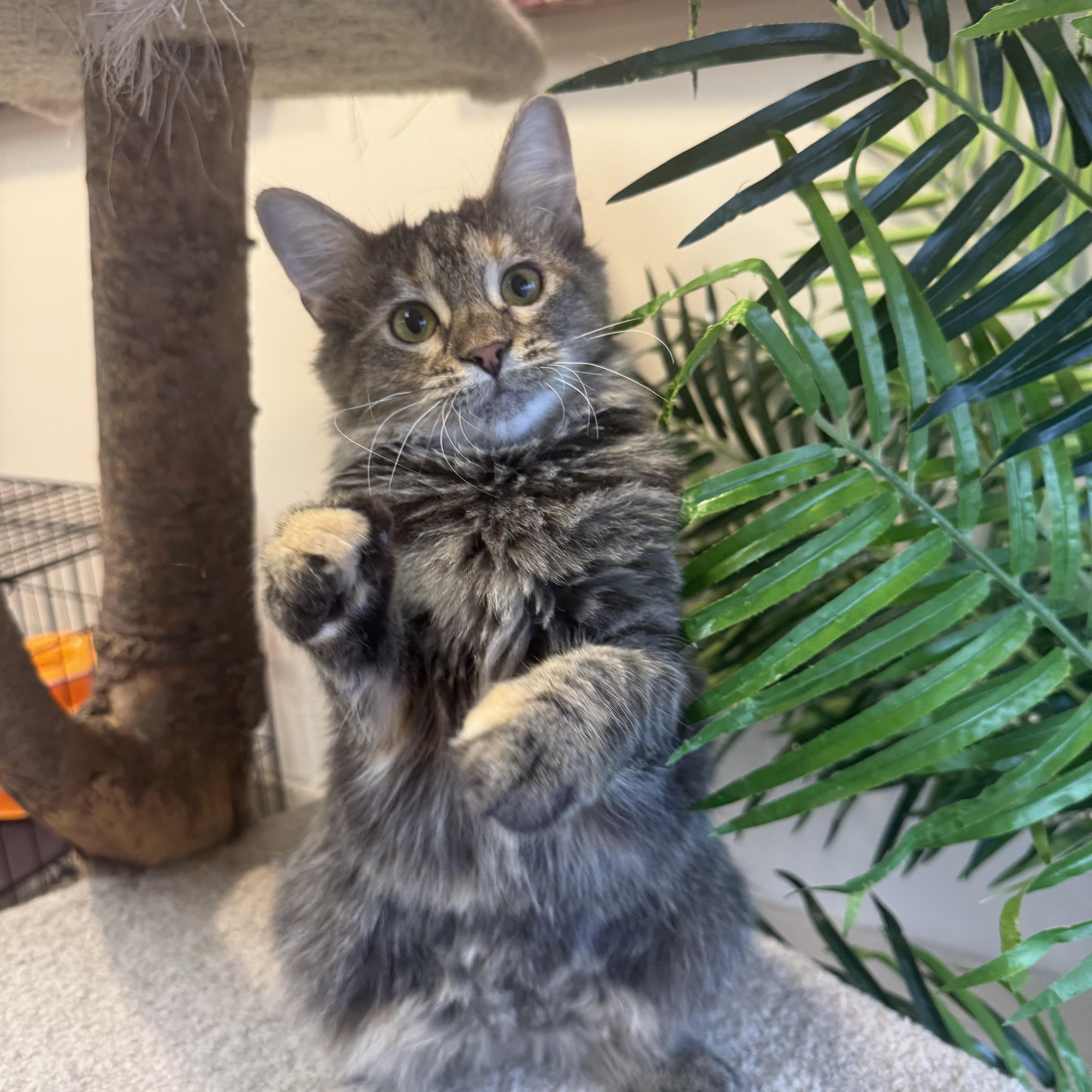 Enlarge Daphne, an adopted Domestic Long Hair in Madison, WI image 3/5