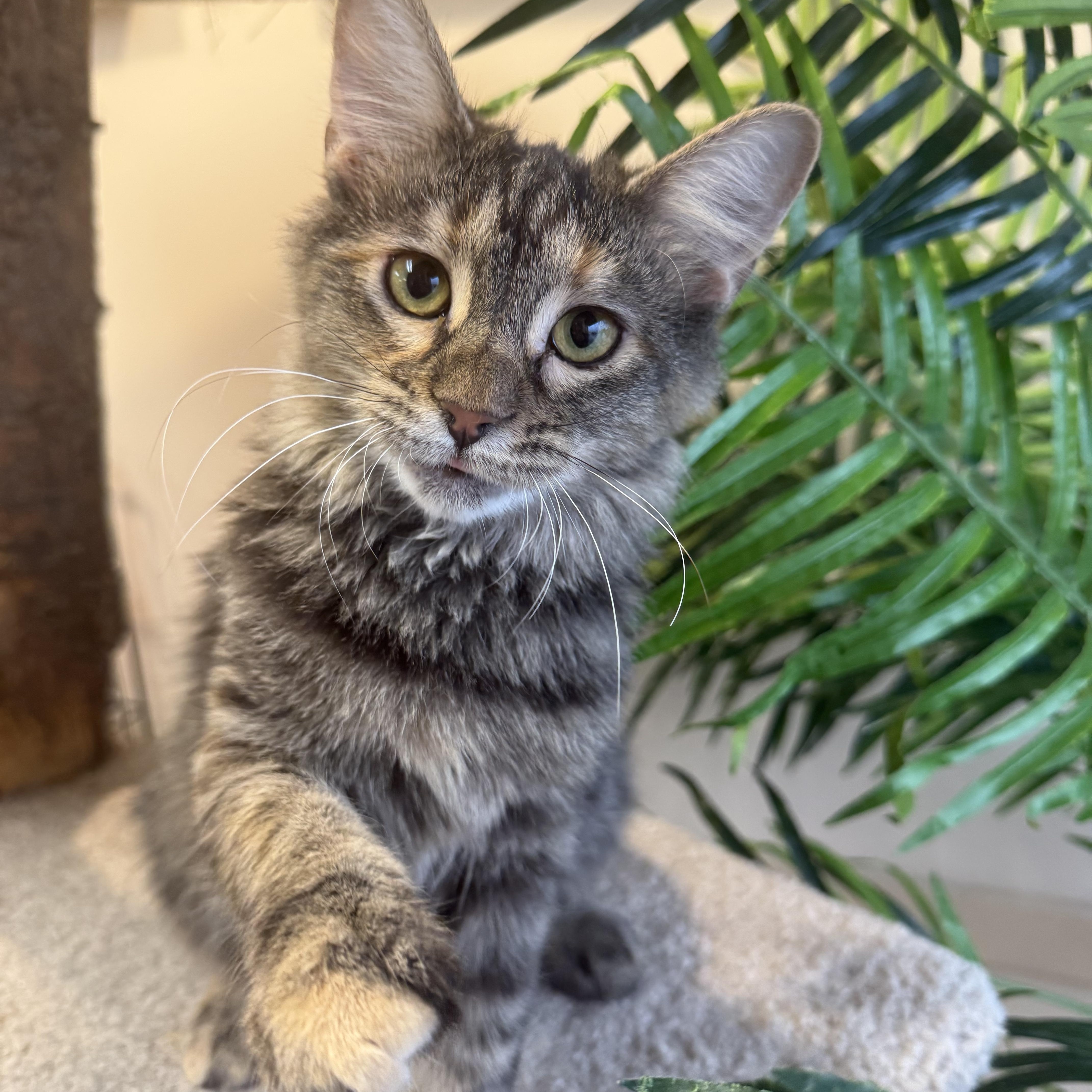 Enlarge Daphne, an adopted Domestic Long Hair in Madison, WI image 5/5