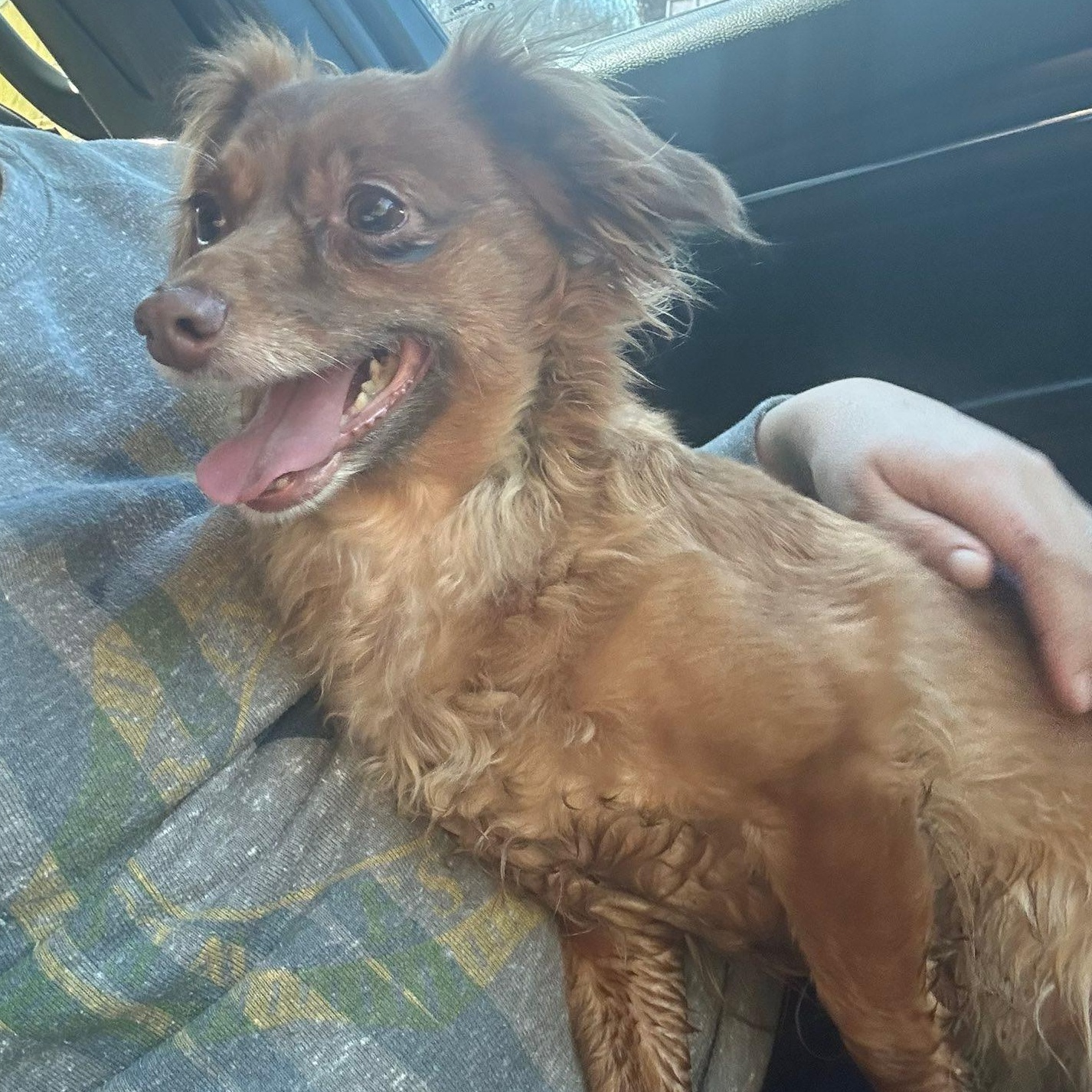 Rosie, ADOPTABLE, Adult Female Dachshund (Long Haired).