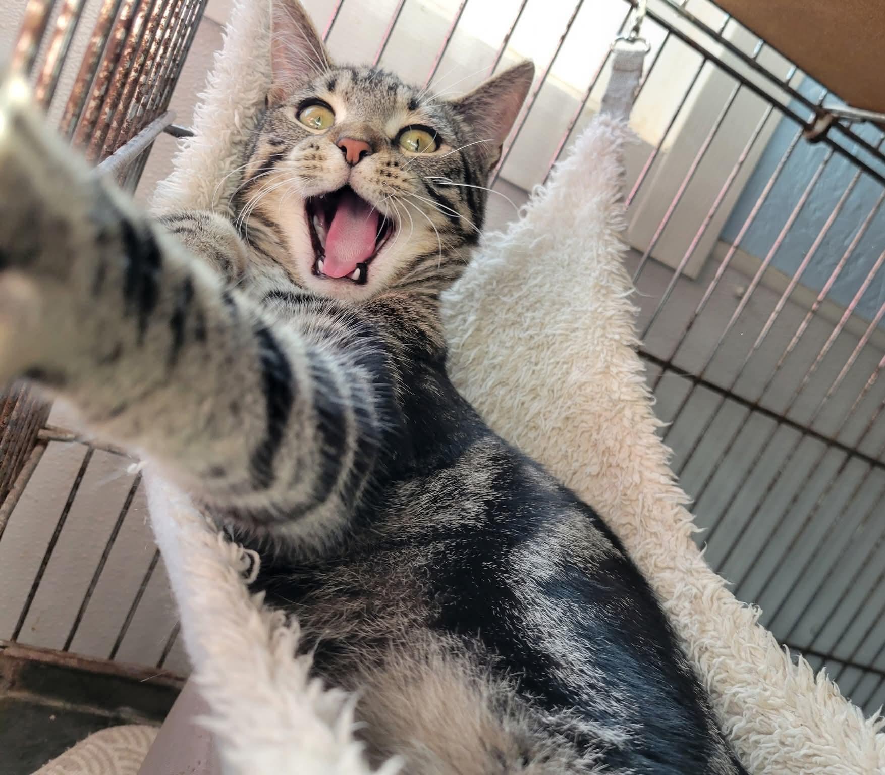 Wonka, Baby Male Domestic Short Hair