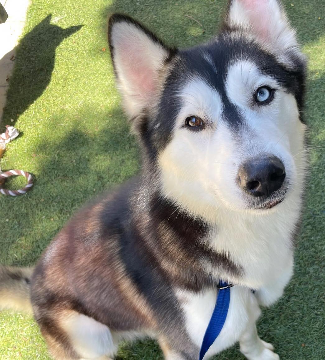 Enlarge Jack, an adopted Husky in torrance, CA image 3/5