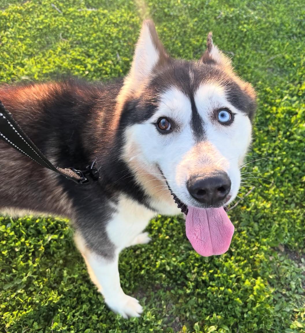 Enlarge Jack, an adopted Husky in torrance, CA image 2/5