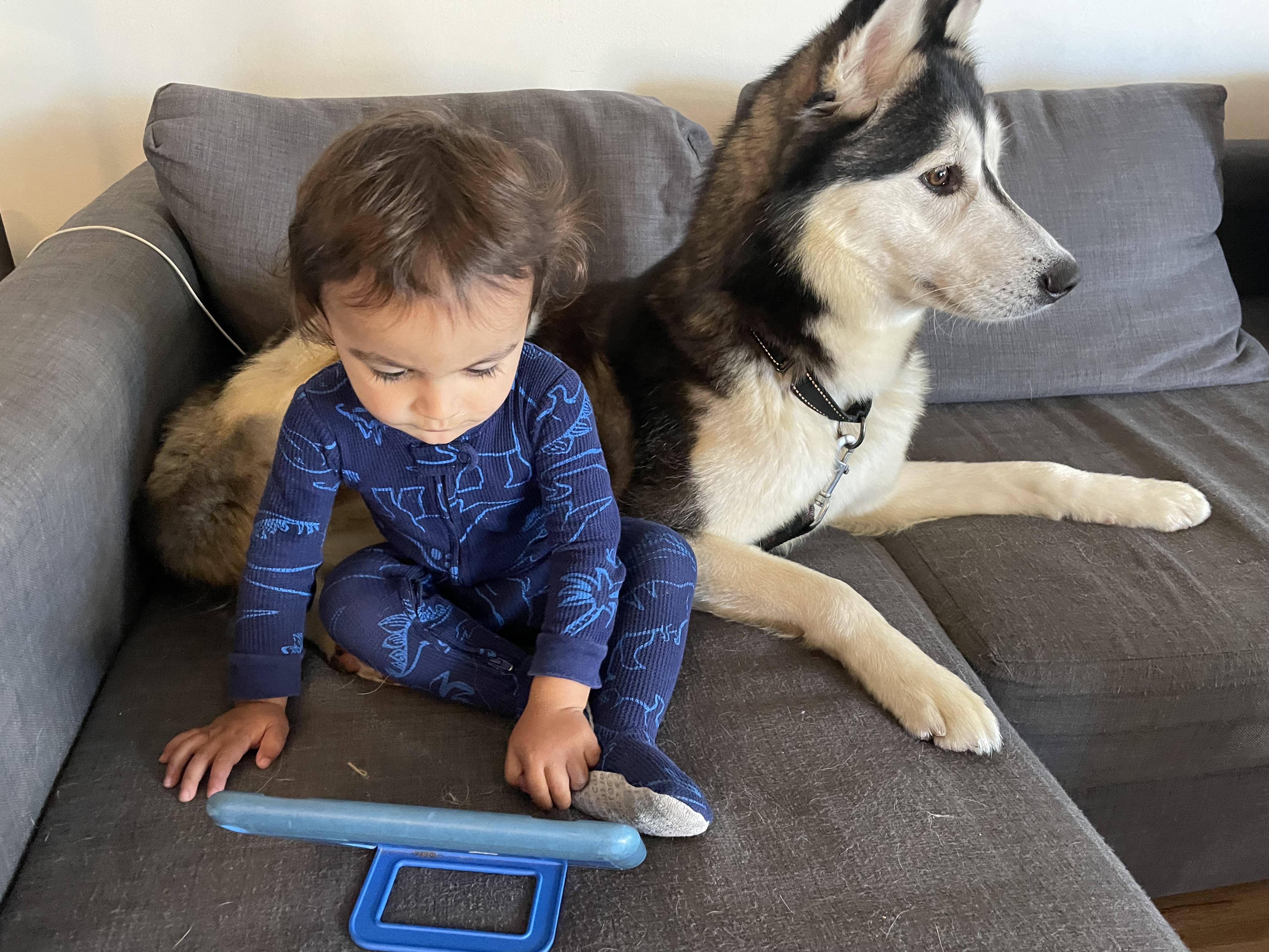 Enlarge Jack, an adopted Husky in torrance, CA image 5/5