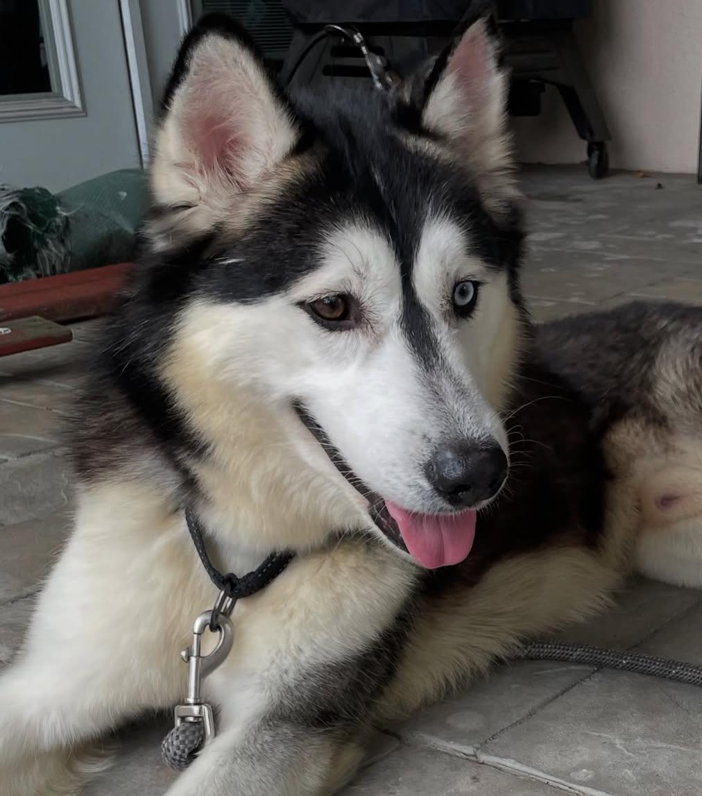 Enlarge Jack, an adopted Husky in torrance, CA image 4/5