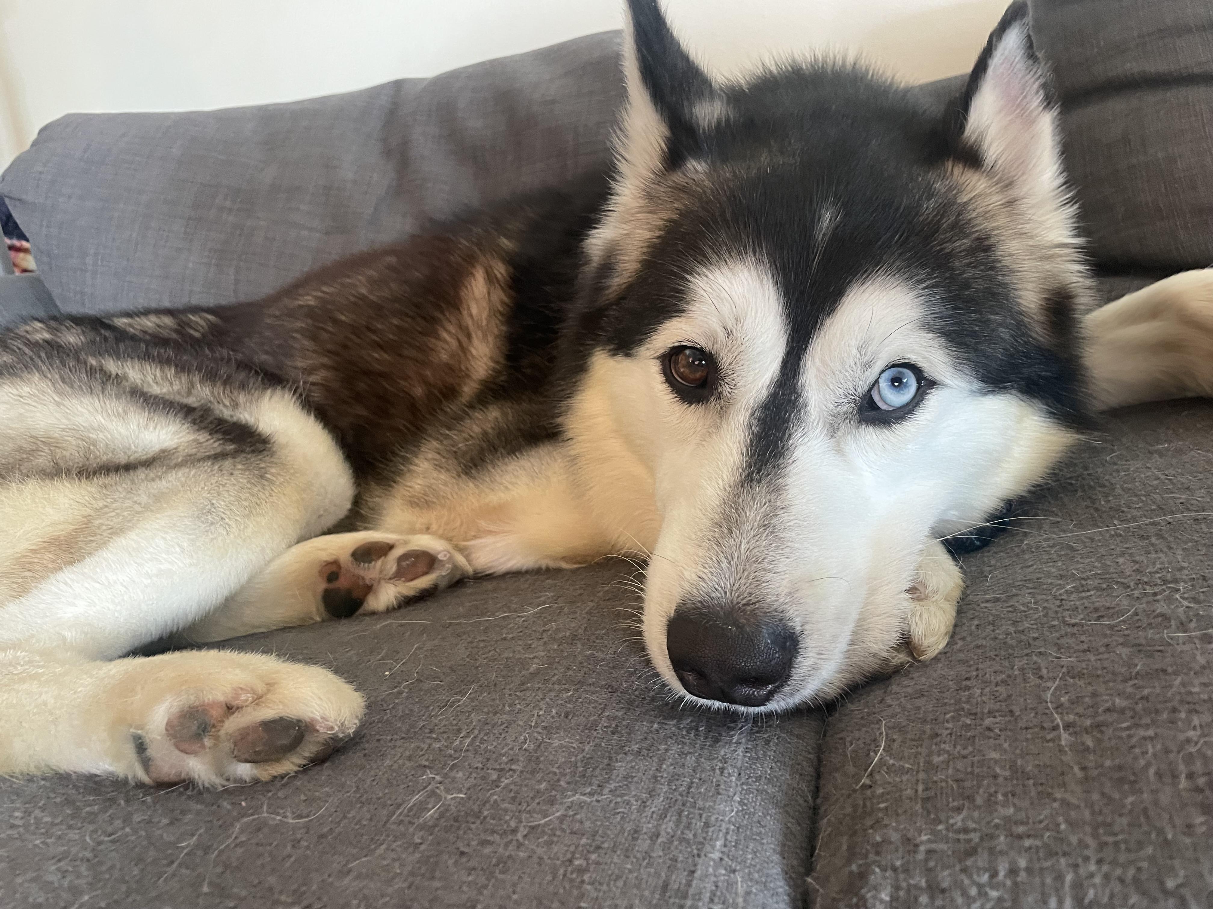 Enlarge Jack, an adopted Husky in torrance, CA image 1/5