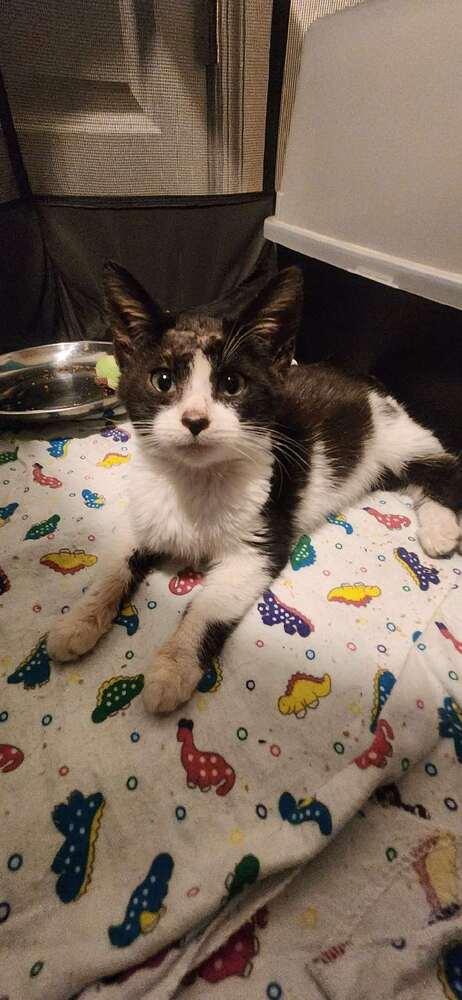 Enlarge Truman, a Adoptable Domestic Short Hair in North Brunswick, NJ image 1/1