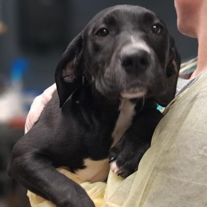 Enlarge Rowena, a ADOPTABLE Black Labrador Retriever in Hollister, MO image 1/1