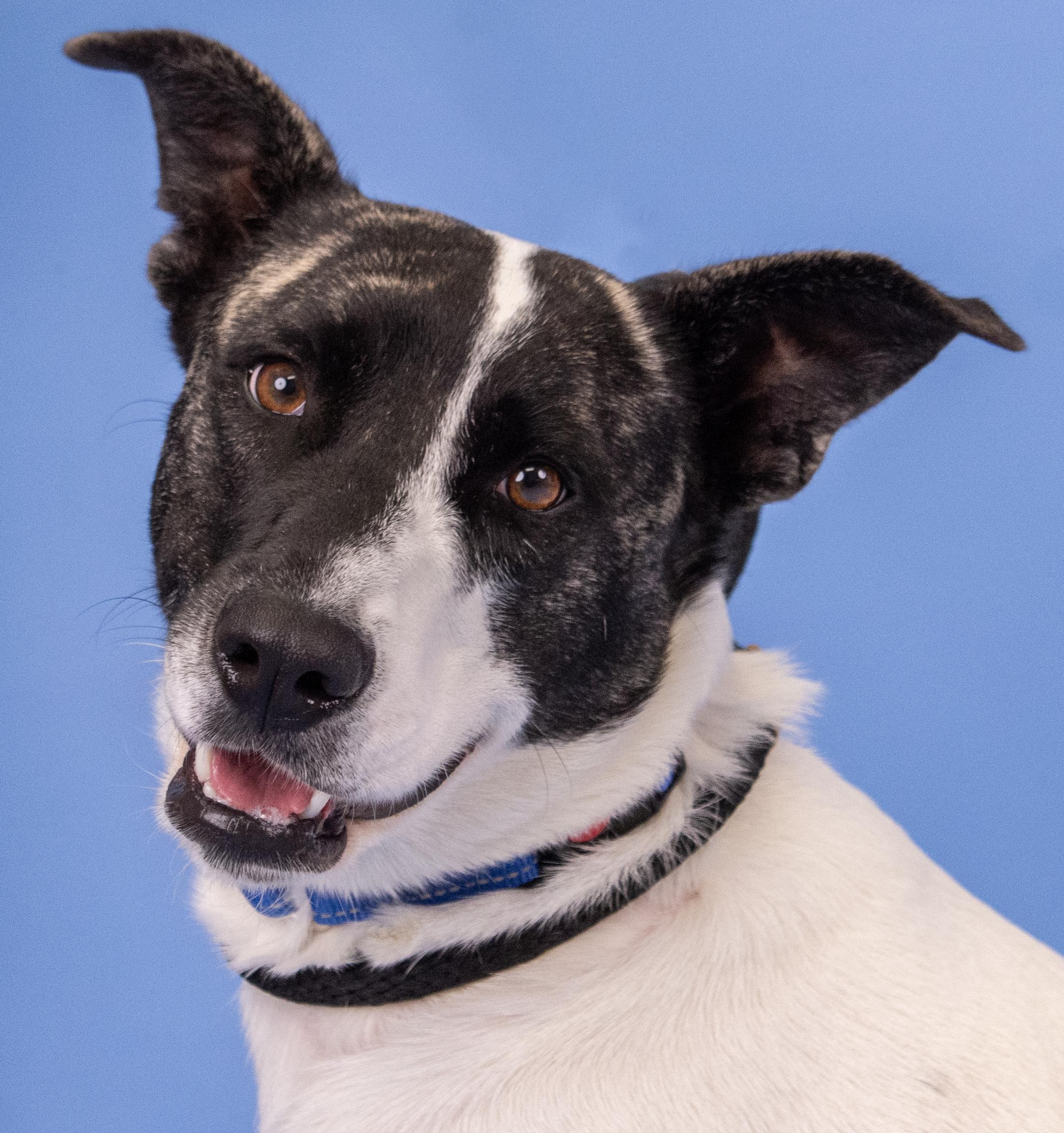 Lola (ID 43741/1544), a Adoptable Mixed Breed in Manassas, VA image 2/3