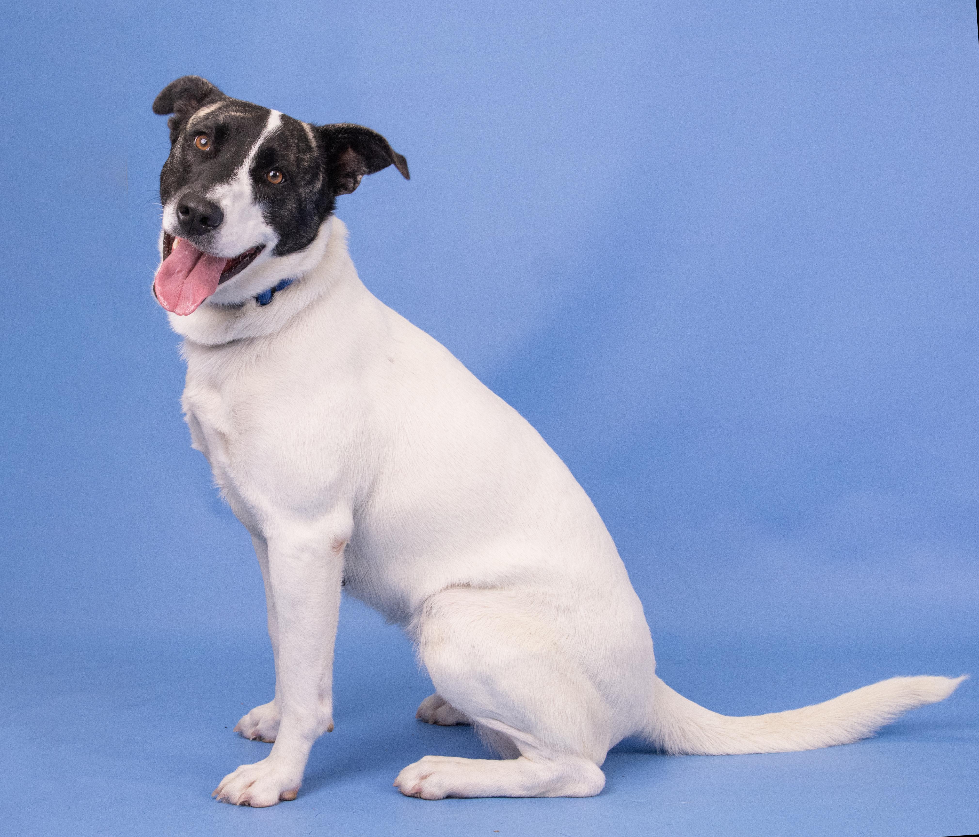 Lola (ID 43741/1544), Adoptable, Adult Female Mixed Breed.