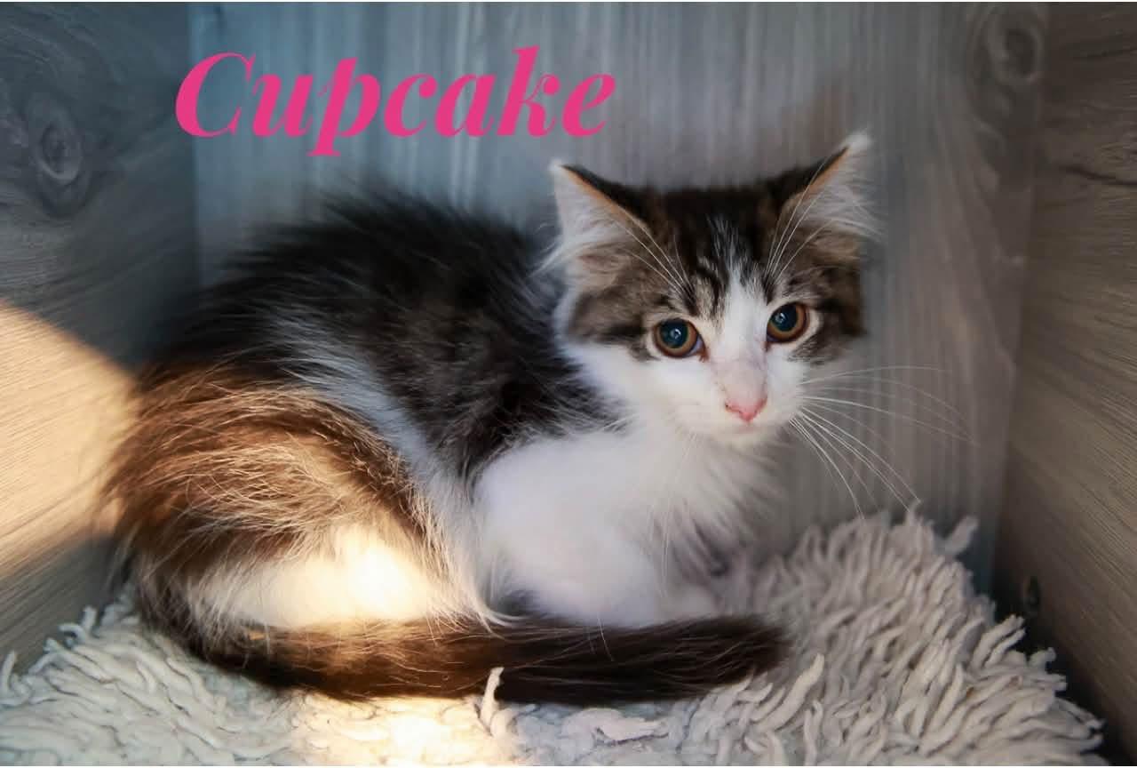 Enlarge Cupcake, a Adopted Domestic Medium Hair in Loogootee, IN image 1/1