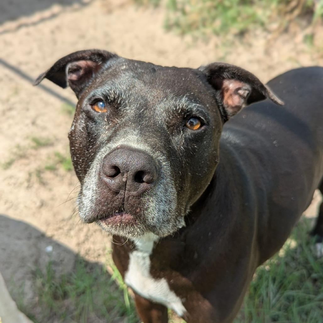 Rocky, a Adoptable mixed breed in Ocala, FL image 3/5
