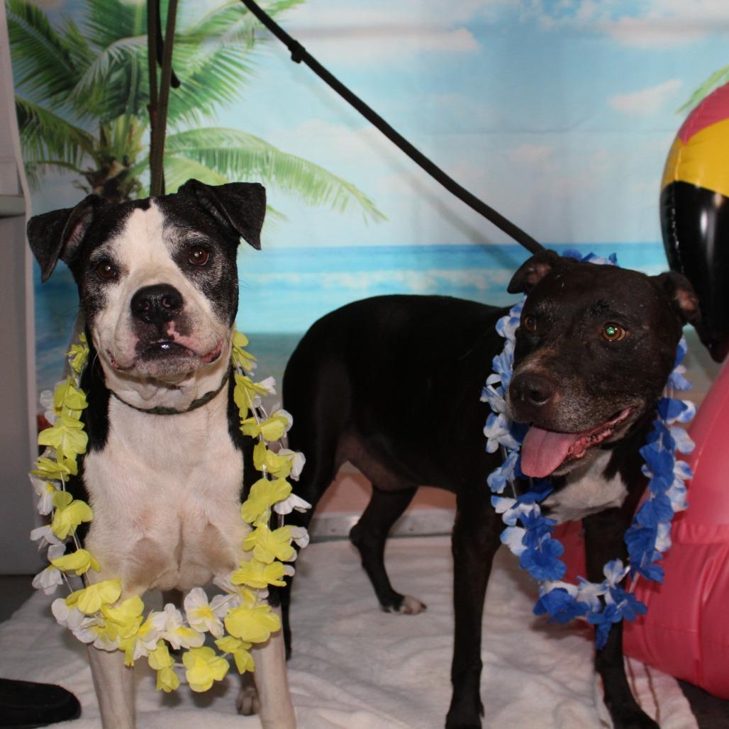 Rocky, a Adoptable mixed breed in Ocala, FL image 5/5