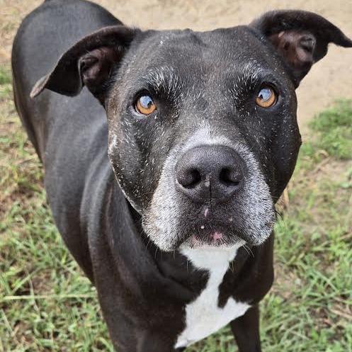 Rocky, a Adoptable mixed breed in Ocala, FL image 2/5