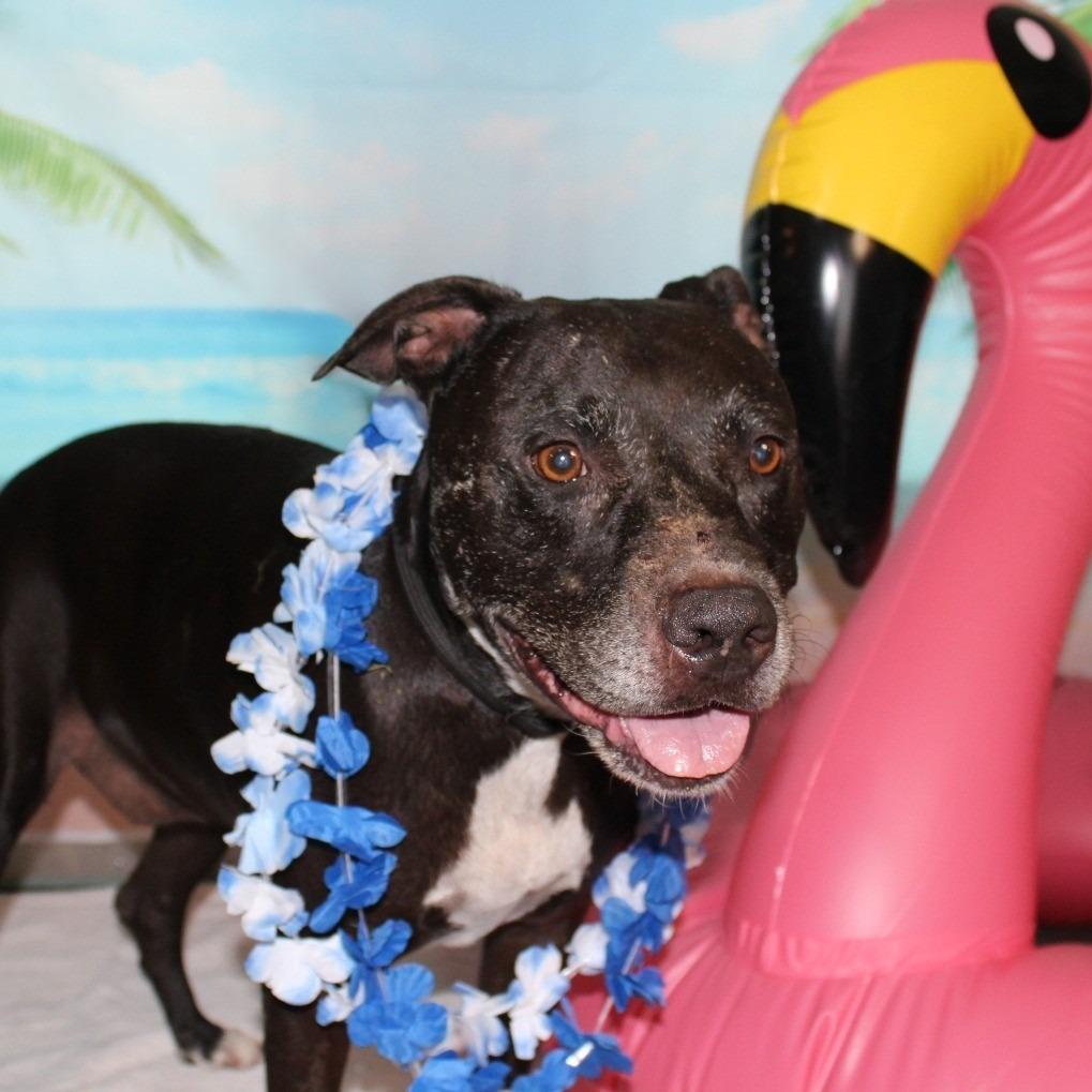 Rocky, a Adoptable mixed breed in Ocala, FL image 4/5