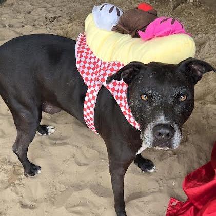 Rocky, Adoptable, Senior Male American Bulldog.