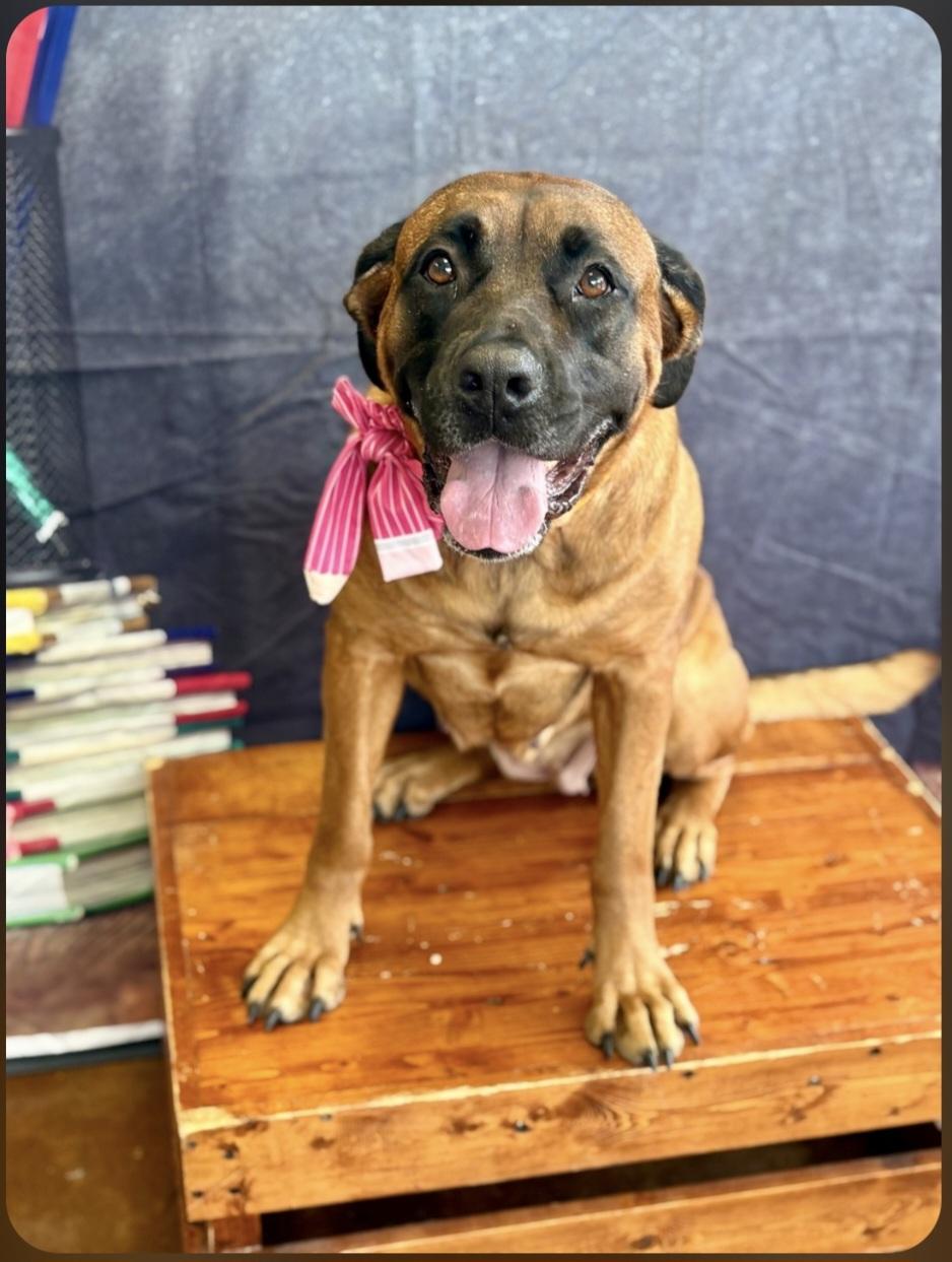 Alys (NY), Adoptable, Adult Female Bullmastiff.