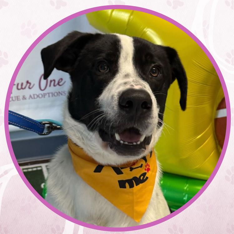 Curling, Adoptable, Young Male Mixed Breed.