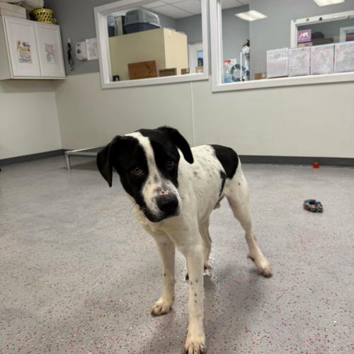 Enlarge Curling, a Adoptable mixed breed in Toms River, NJ image 2/6