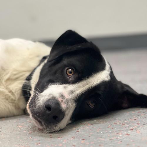 Enlarge Curling, a Adoptable mixed breed in Toms River, NJ image 5/6