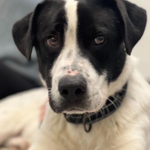 Enlarge Curling, a Adoptable mixed breed in Toms River, NJ image 6/6