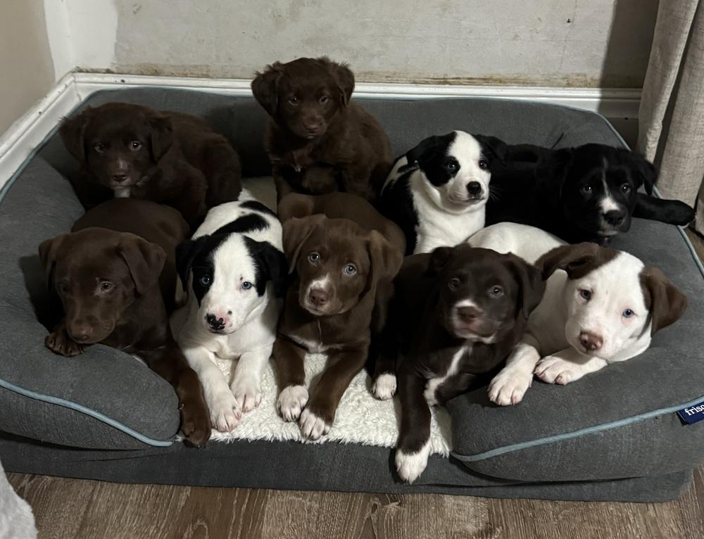 Charlie, a ADOPTABLE mixed breed in China Township, MI image 6/6