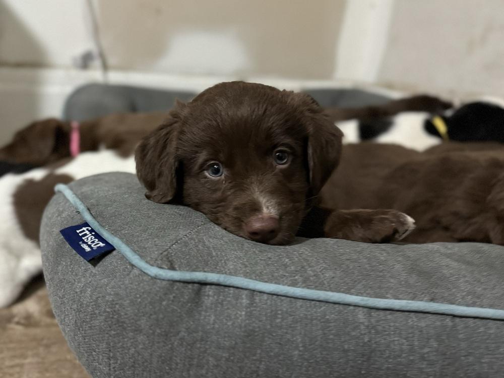 Charlie, ADOPTABLE, Puppy Male Collie.