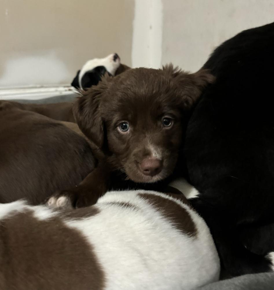 Charlie, a ADOPTABLE mixed breed in China Township, MI image 2/6