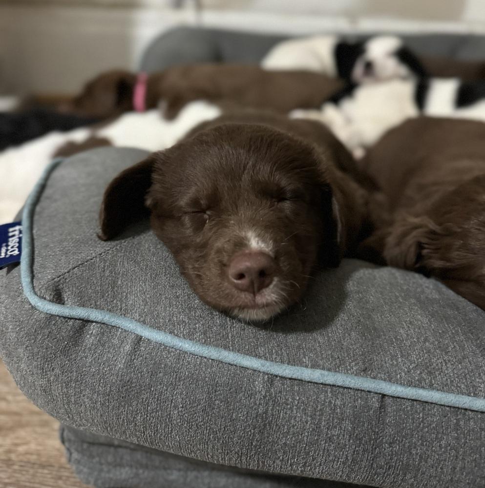 Charlie, a ADOPTABLE mixed breed in China Township, MI image 5/6