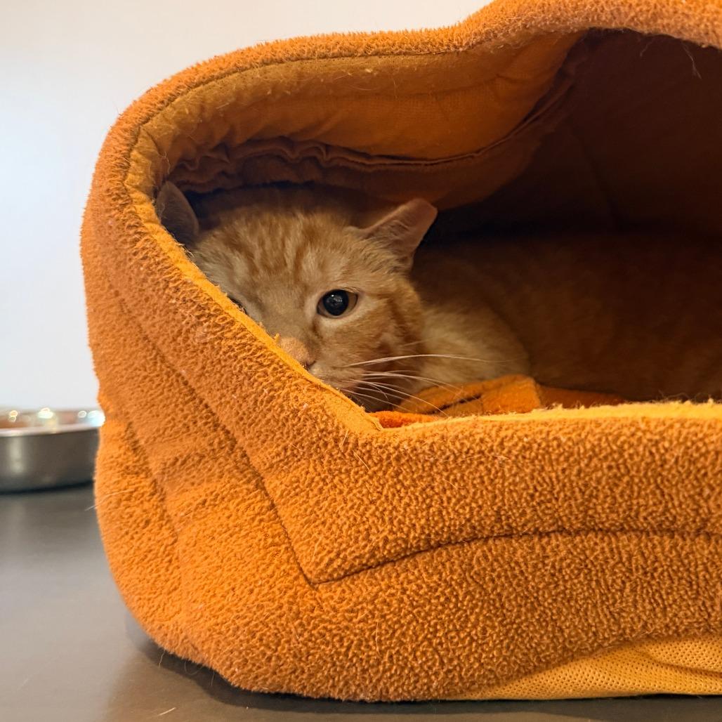 Enlarge Rain, a Adoptable Domestic Short Hair in New York, NY image 1/6