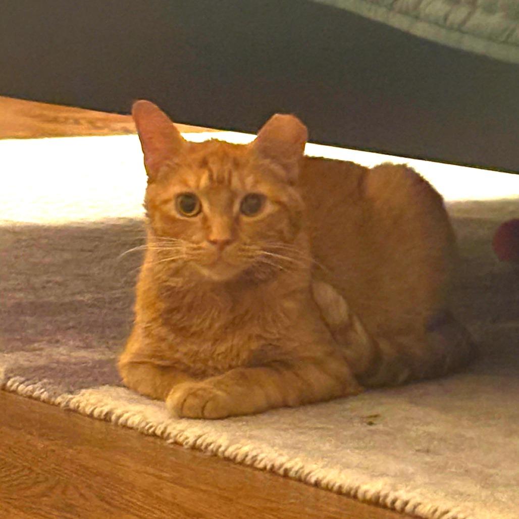 Enlarge Rain, a Adoptable Domestic Short Hair in New York, NY image 2/6