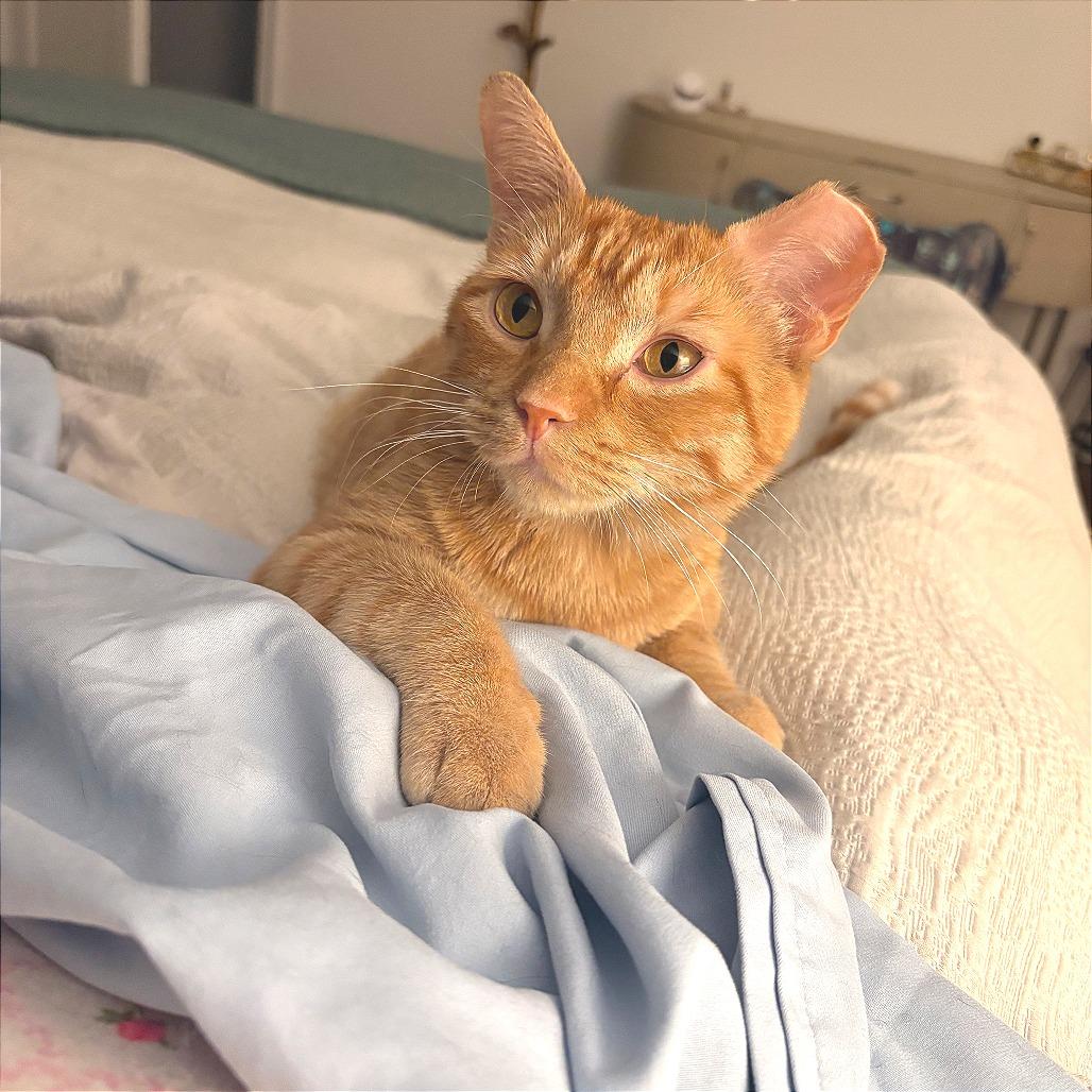 Enlarge Rain, a Adoptable Domestic Short Hair in New York, NY image 4/6