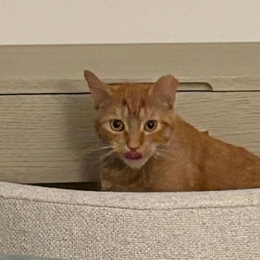 Enlarge Rain, a Adoptable Domestic Short Hair in New York, NY image 5/6