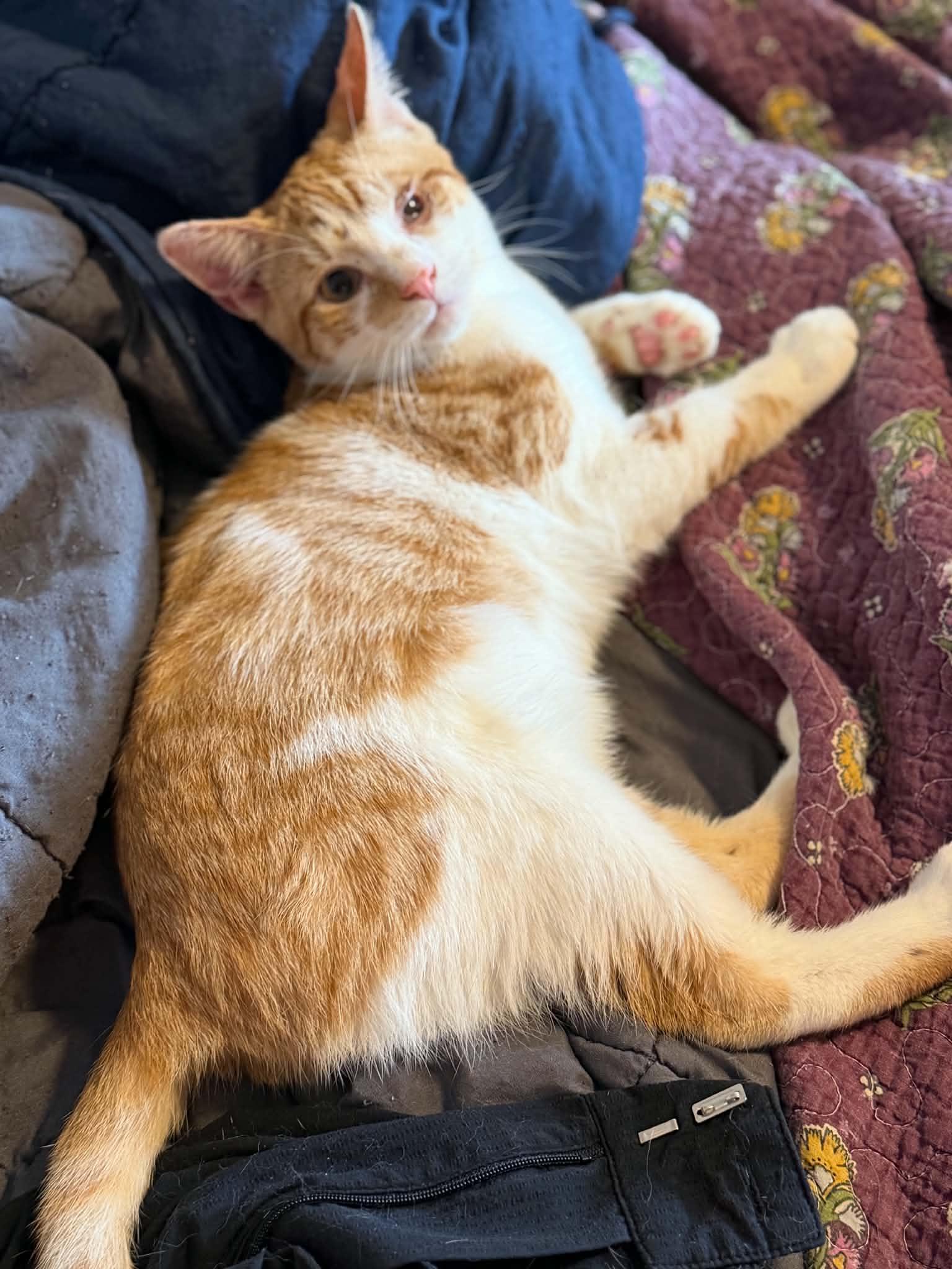 Enlarge Niko, a Adoptable Domestic Short Hair in Middleton, MA image 4/4