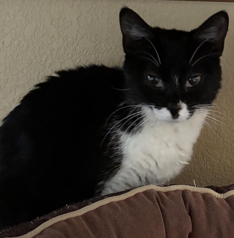 Enlarge Magpie, a Adoptable Domestic Short Hair in Westminster, CO image 1/5