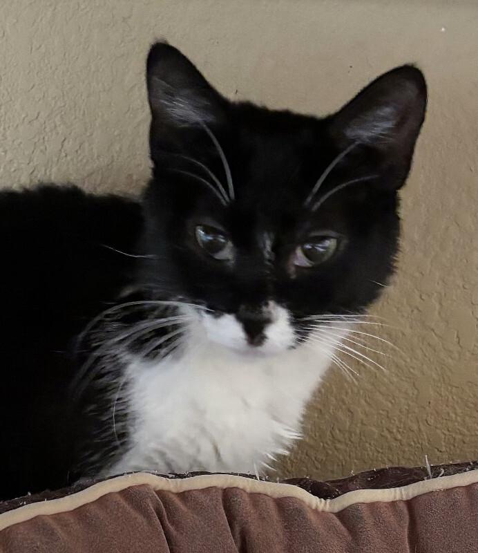 Enlarge Magpie, a Adoptable Domestic Short Hair in Westminster, CO image 2/5