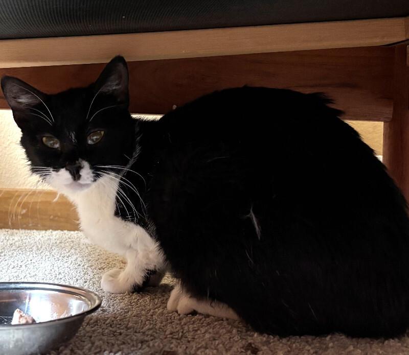 Enlarge Magpie, a Adoptable Domestic Short Hair in Westminster, CO image 3/5